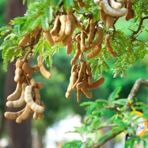 Tamarind Live Starter Plant - 4 Inch Pot, Fruit Tree Seedling - Image 6