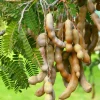 Tamarind Live Starter Plant - 4 Inch Pot, Fruit Tree Seedling - Image 1