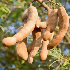 Tamarind Live Starter Plant - 4 Inch Pot, Fruit Tree Seedling - Image 7