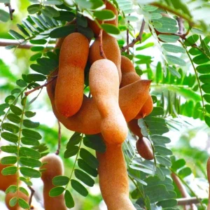 Tamarind Live Starter Plant - 4 Inch Pot, Fruit Tree Seedling - Image 8