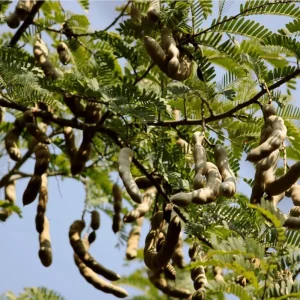 Tamarind Live Starter Plant - 4 Inch Pot, Fruit Tree Seedling - Image 9