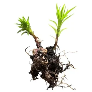 Tiger Lily Live Plant - Double Orange - Pack of 2 - 4 Inch Pot - 4-6 Inch Tall - Image 10