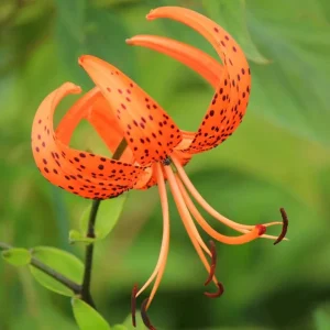Tiger Lily Live Plant - Double Orange - Pack of 2 - 4 Inch Pot - 4-6 Inch Tall - Image 3