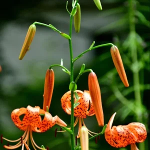 Tiger Lily Live Plant - Double Orange - Pack of 2 - 4 Inch Pot - 4-6 Inch Tall - Image 4