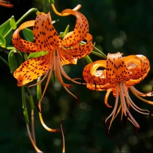 Tiger Lily Live Plant - Double Orange - Pack of 2 - 4 Inch Pot - 4-6 Inch Tall - Image 6
