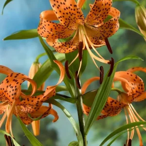 Tiger Lily Live Plant - Double Orange - Pack of 2 - 4 Inch Pot - 4-6 Inch Tall - Image 8
