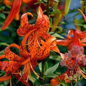 Tiger Lily Live Plant - Double Orange - Pack of 2 - 4 Inch Pot - 4-6 Inch Tall - Image 9