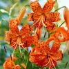 Tiger Lily Live Plant - Double Orange - Pack of 2 - 4 Inch Pot - 4-6 Inch Tall - Image 1