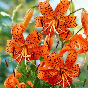 Tiger Lily Live Plant - Double Orange - Pack of 2 - 4 Inch Pot - 4-6 Inch Tall - Image 1
