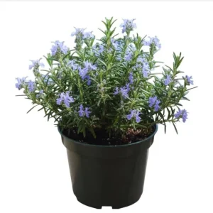 Tuscan Blue Rosemary Live Plant Plug - 1-3 inch Starter Herb - Image 2