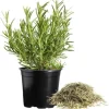 Tuscan Blue Rosemary Live Plant Plug - 1-3 inch Starter Herb - Image 1