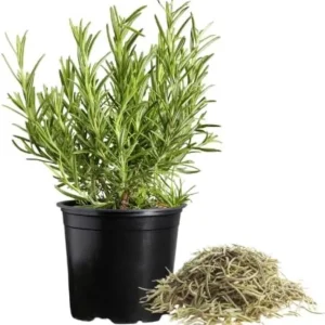 Tuscan Blue Rosemary Live Plant Plug - 1-3 inch Starter Herb - Image 1