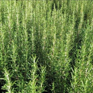 Tuscan Blue Rosemary Live Plant Plug - 1-3 inch Starter Herb - Image 7