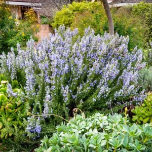 Tuscan Blue Rosemary Live Plant Plug - 1-3 inch Starter Herb - Image 8