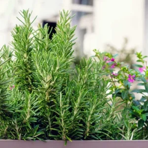 Tuscan Blue Rosemary Live Plant Plug - 1-3 inch Starter Herb - Image 9