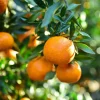 Valencia Orange Tree Live Plant 3-4 Ft Tall 5 Gal Pot - Sweet Citrus Fruit - Image 1