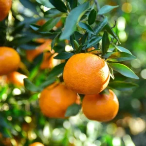 Valencia Orange Tree Live Plant 3-4 Ft Tall 5 Gal Pot - Sweet Citrus Fruit - Image 1