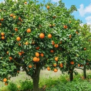 Valencia Orange Tree Live Plant 3-4 Ft Tall 5 Gal Pot - Sweet Citrus Fruit - Image 2