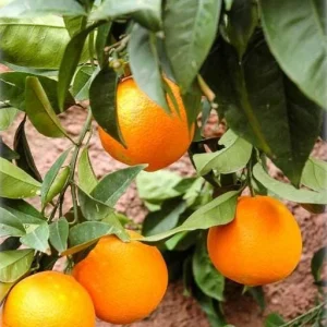 Valencia Orange Tree Live Plant 3-4 Ft Tall 5 Gal Pot - Sweet Citrus Fruit - Image 3