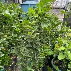 Valencia Orange Tree Live Plant 3-4 Ft Tall 5 Gal Pot - Sweet Citrus Fruit - Image 6