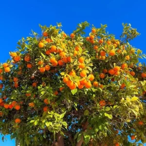 Valencia Orange Tree Live Plant 3-4 Ft Tall 5 Gal Pot - Sweet Citrus Fruit - Image 7