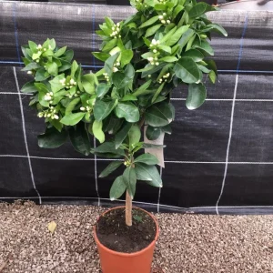 Valencia Orange Tree Live Plant 3-4 Ft Tall 5 Gal Pot - Sweet Citrus Fruit - Image 9