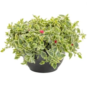 Variegated Mezoo Trailing Red Daisy Live Plant, Baby Sun Rose, Succulent, 4 Inch Pot - Image 1