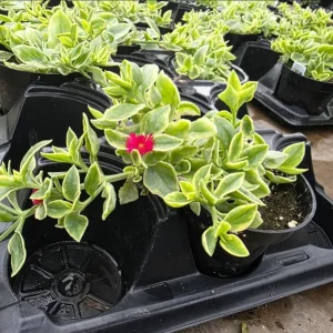 Variegated Mezoo Trailing Red Daisy Live Plant, Baby Sun Rose, Succulent, 4 Inch Pot - Image 5