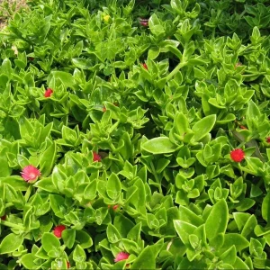 Variegated Mezoo Trailing Red Daisy Live Plant, Baby Sun Rose, Succulent, 4 Inch Pot - Image 7