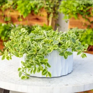 Variegated Mezoo Trailing Red Daisy Live Plant, Baby Sun Rose, Succulent, 4 Inch Pot - Image 8