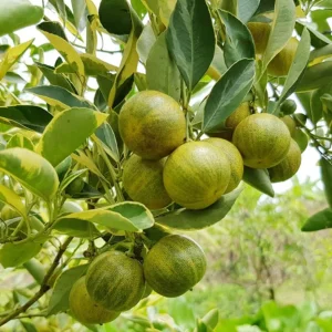 Variegated Minneola Kumquat Tree Live Plant 2-3 Ft Tall in 3 Gallon Pot - Image 2