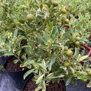 Variegated Minneola Kumquat Tree Live Plant 2-3 Ft Tall in 3 Gallon Pot - Image 3