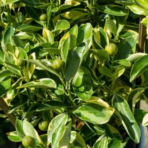 Variegated Minneola Kumquat Tree Live Plant 2-3 Ft Tall in 3 Gallon Pot - Image 4