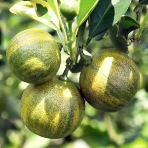 Variegated Minneola Kumquat Tree Live Plant 2-3 Ft Tall in 3 Gallon Pot - Image 5