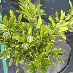 Variegated Minneola Kumquat Tree Live Plant 2-3 Ft Tall in 3 Gallon Pot - Image 7