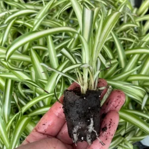 Variegated Spider Plant Plug - Live Starter Plant, Easy Care, 1-3 Inch Tall - Image 10