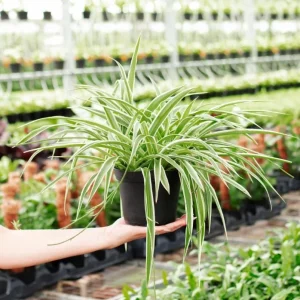 Variegated Spider Plant Plug - Live Starter Plant, Easy Care, 1-3 Inch Tall - Image 2