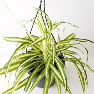 Variegated Spider Plant Plug - Live Starter Plant, Easy Care, 1-3 Inch Tall - Image 3