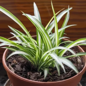 Variegated Spider Plant Plug - Live Starter Plant, Easy Care, 1-3 Inch Tall - Image 4