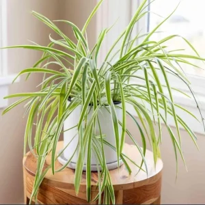 Variegated Spider Plant Plug - Live Starter Plant, Easy Care, 1-3 Inch Tall - Image 5