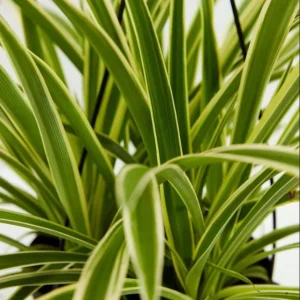 Variegated Spider Plant Plug - Live Starter Plant, Easy Care, 1-3 Inch Tall - Image 6
