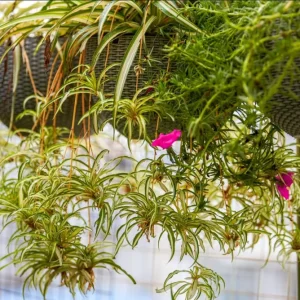 Variegated Spider Plant Plug - Live Starter Plant, Easy Care, 1-3 Inch Tall - Image 8