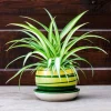 Variegated Spider Plant Plug - Live Starter Plant, Easy Care, 1-3 Inch Tall - Image 1