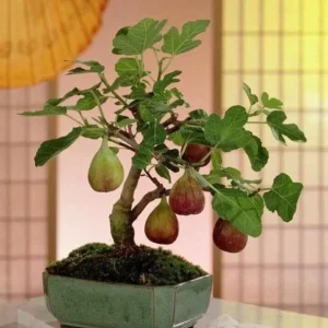 Vietnamese Fig Tree Live Plant, 1-2 ft Tall, Gallon Pot, Fruit Bearing - Image 4
