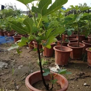 Vietnamese Fig Tree Live Plant, 1-2 ft Tall, Gallon Pot, Fruit Bearing - Image 5
