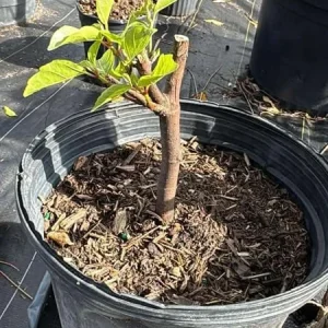 Vietnamese Fig Tree Live Plant, 1-2 ft Tall, Gallon Pot, Fruit Bearing - Image 6
