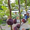 Vietnamese Fig Tree Live Plant, 1-2 ft Tall, Gallon Pot, Fruit Bearing - Image 1