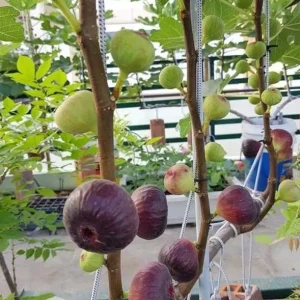 Vietnamese Fig Tree Live Plant, 1-2 ft Tall, Gallon Pot, Fruit Bearing - Image 1