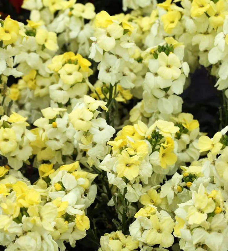 Wallflower Erysimum Primrose Live Starter Plant – 4-inch Pot – Beautiful Garden Flowers - Image 3