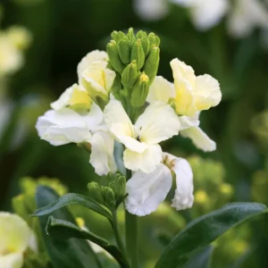 Wallflower Erysimum Primrose Live Starter Plant – 4-inch Pot – Beautiful Garden Flowers - Image 4